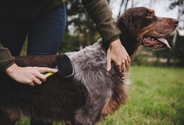 Fellbürste , Hundebürste 2 in 1, Hunde - Pflegebürste für Fell + Haut, 2 Funktionen